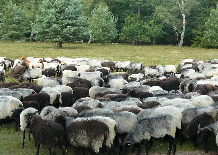 In Der Lueneburger Heide Prázdninový dům *